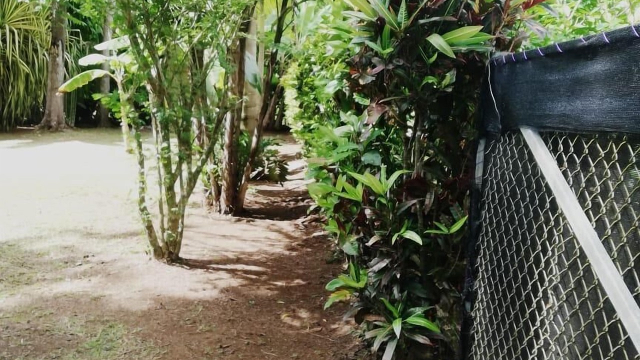 Photo of Outdoor in Pavones