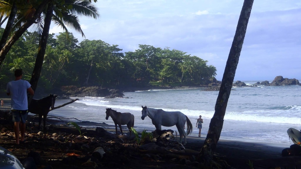 Photo of Others in Pavones