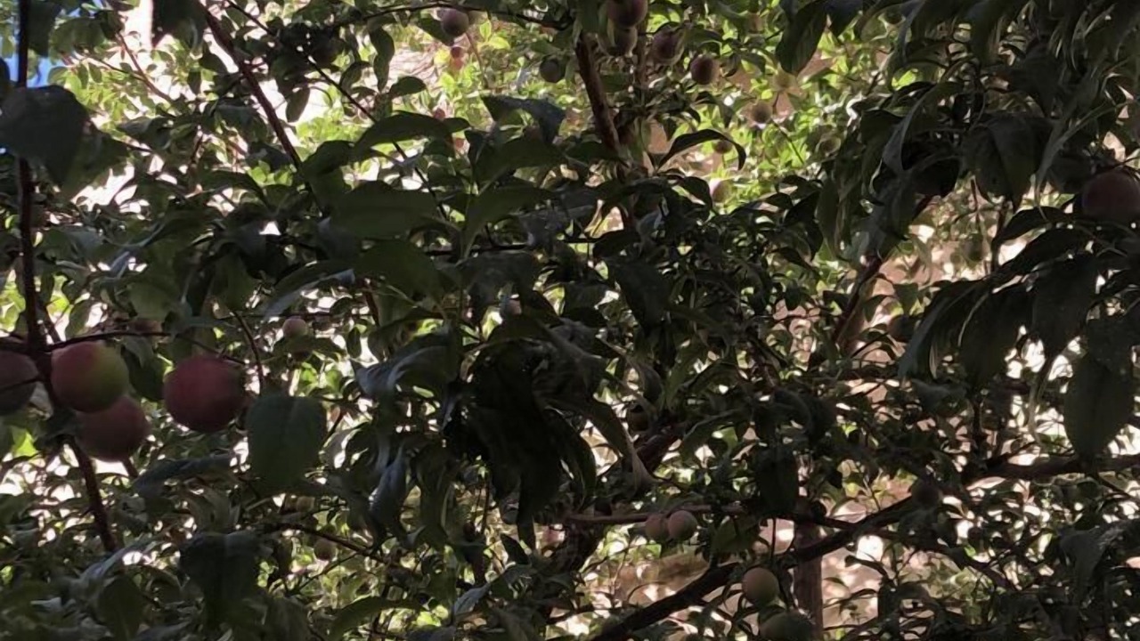 Photo of Outdoor in Amman