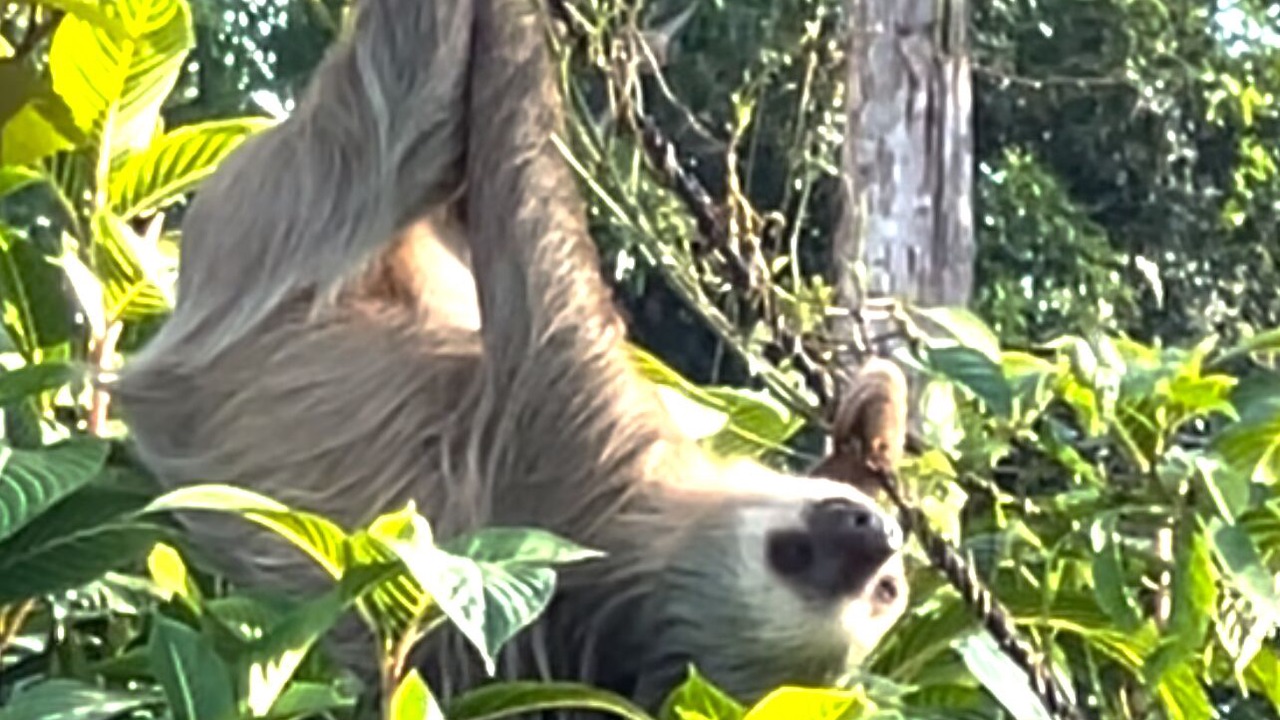 Photo of Others in Puerto Viejo de Talamanca