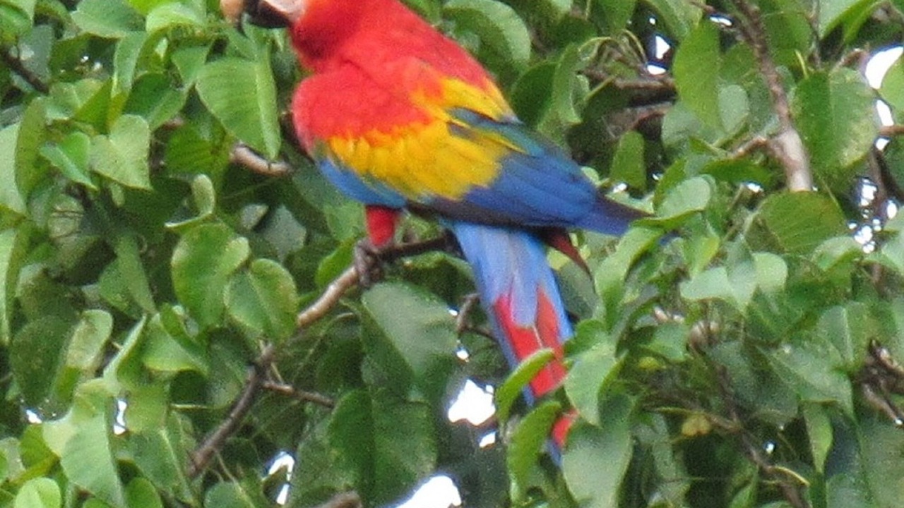 Photo of Others in Ballena