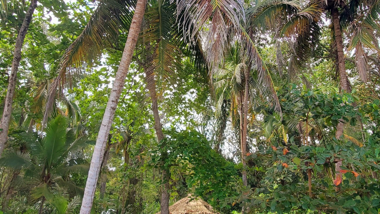 Photo of Outdoor in Manzanillo