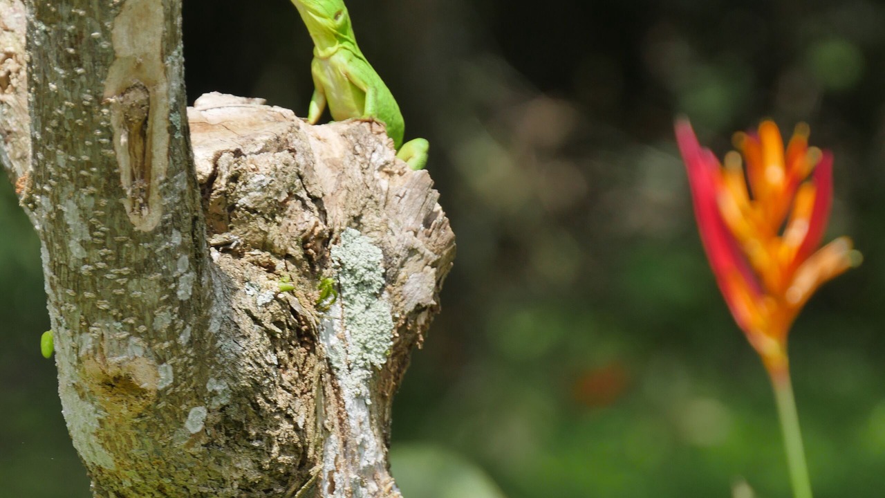 Photo of Outdoor in Las Delicias