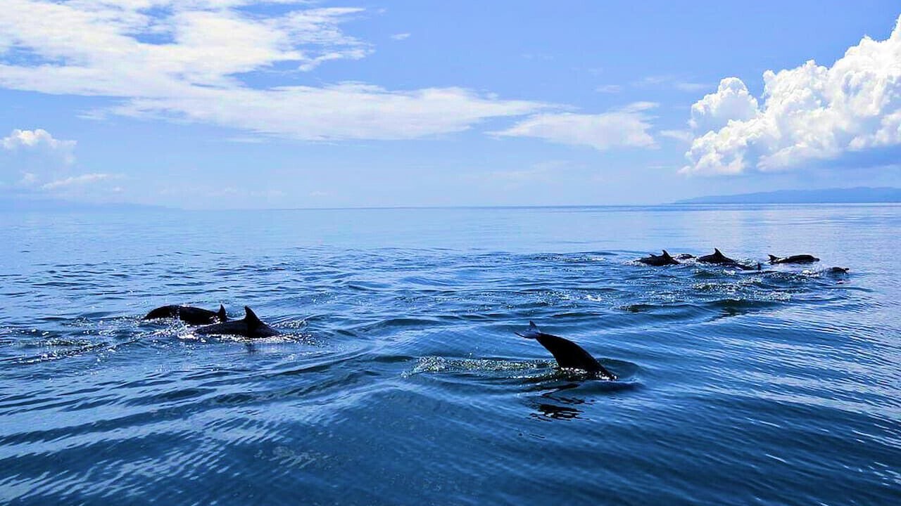 Photo of Others in Cabo Matapalo