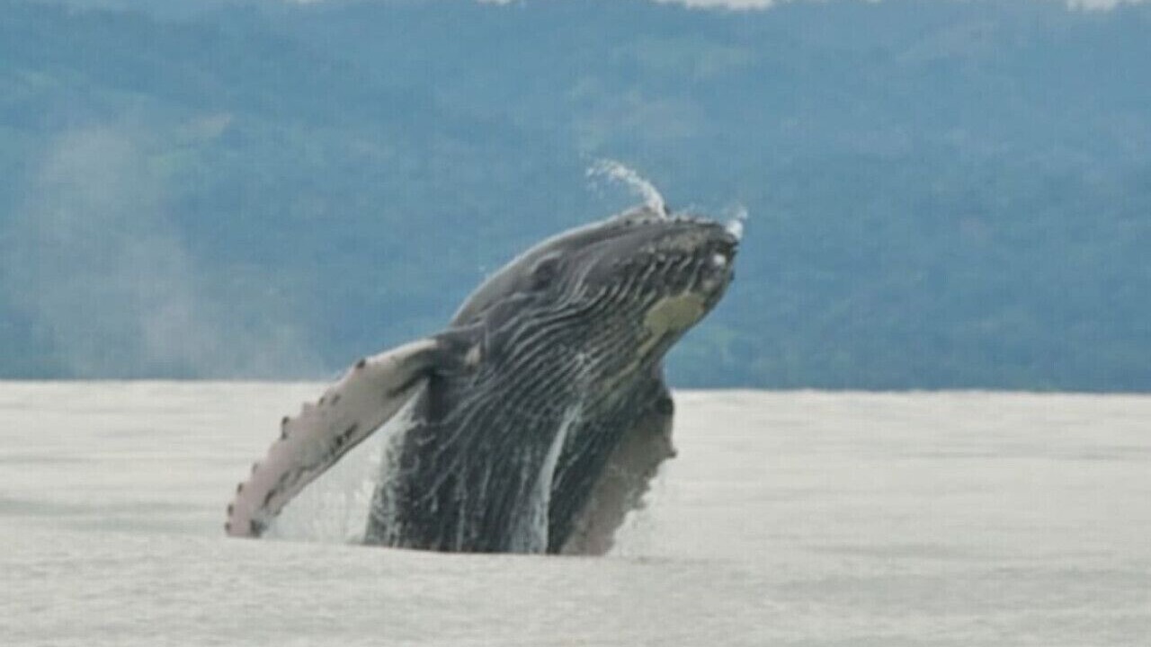 Photo of Others in Cabo Matapalo