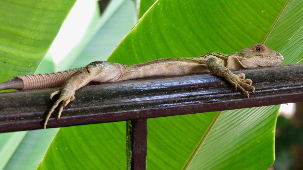 Photo of Others in Playa Grande