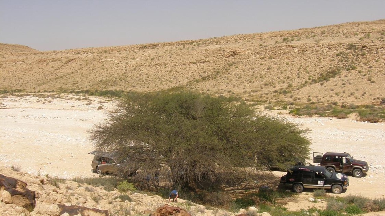 Photo of Others in Dimona