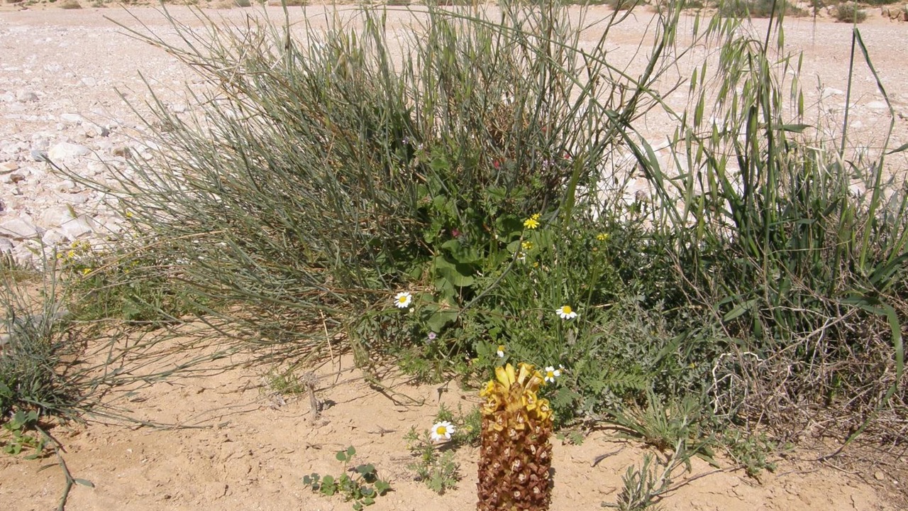 Photo of Outdoor in Dimona