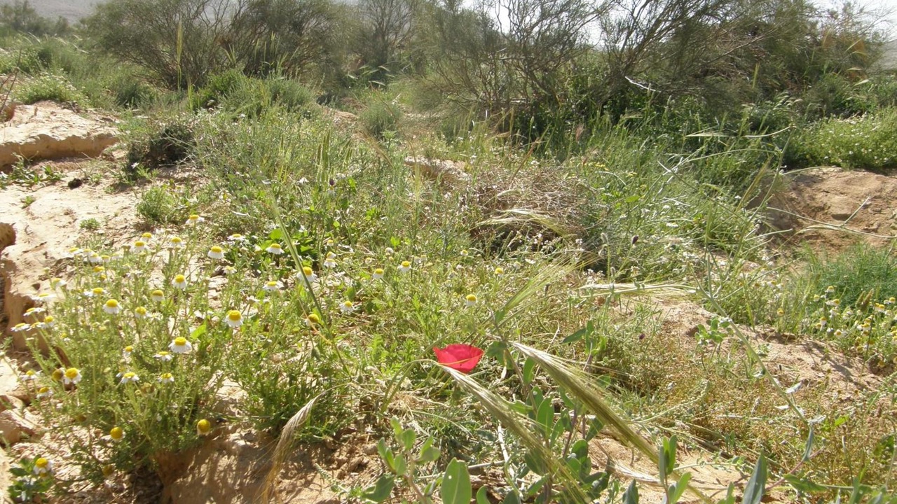 Photo of Outdoor in Dimona