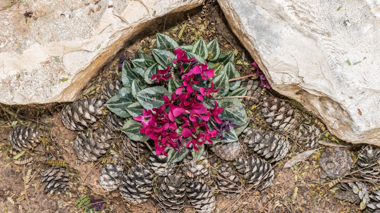 Photo of Outdoor in Rehovot