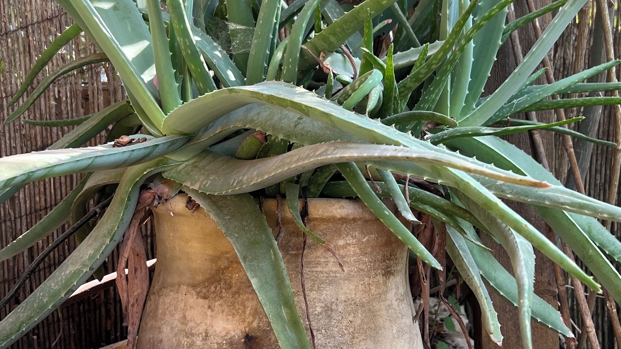 Photo of Outdoor in Zikhron Ya'aqov