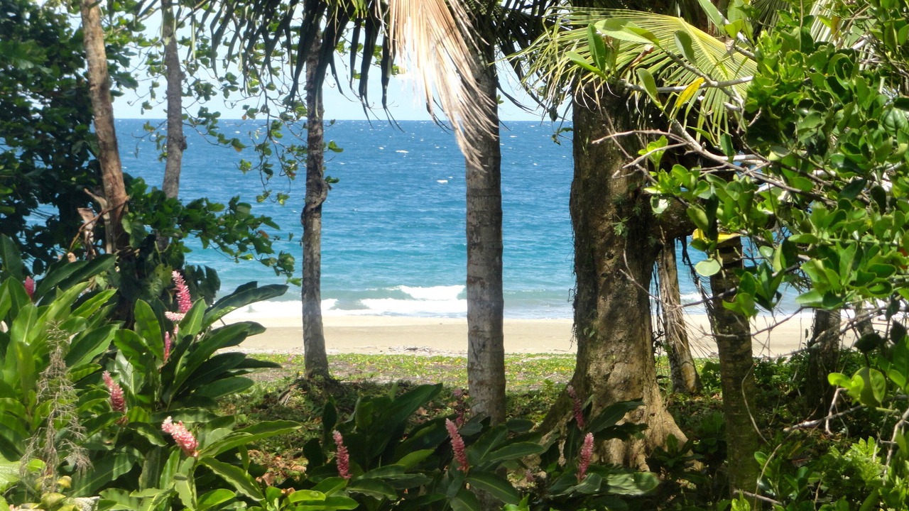 Photo of Others in Puerto Viejo de Talamanca