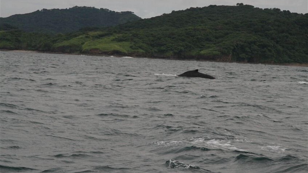 Photo of Others in Northern Atlantic Autonomous Region