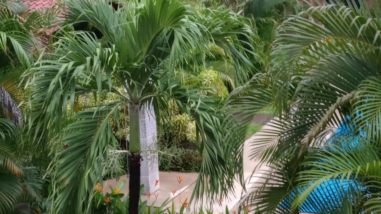 Photo of Outdoor in Coco