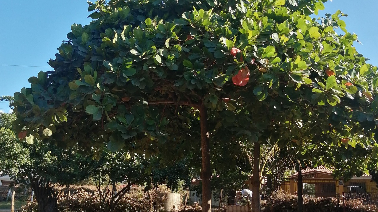 Photo of Outdoor in Coco