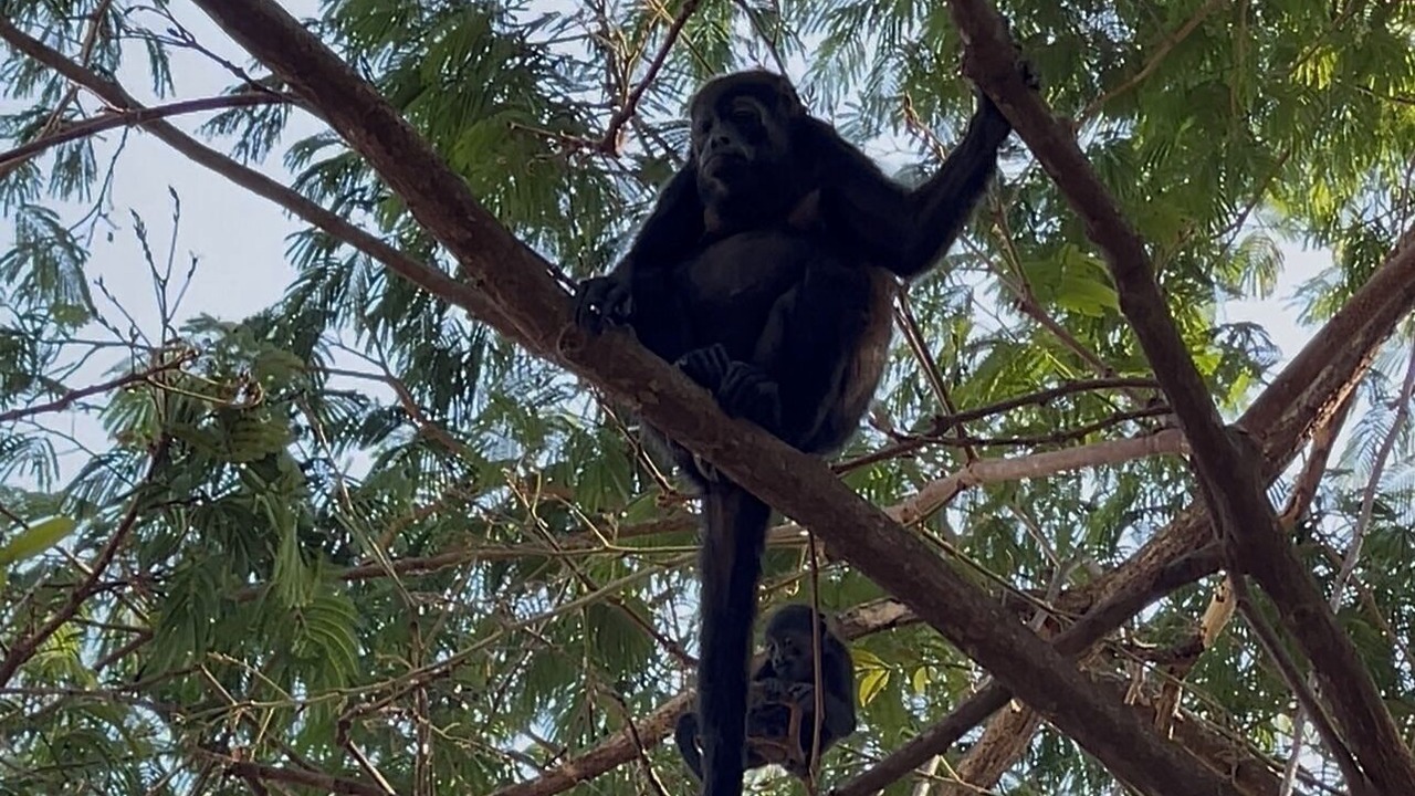 Photo of Others in Los Pargos