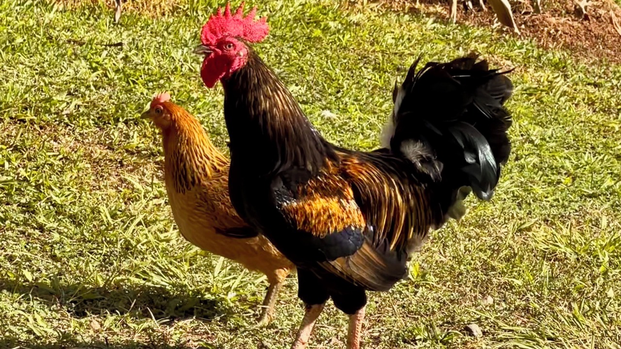 Photo of Others in Parrita
