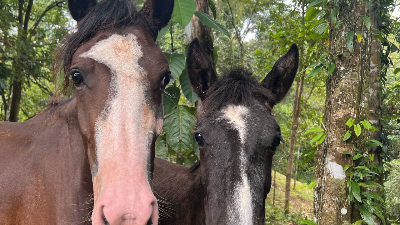 Photo of Others in Parrita