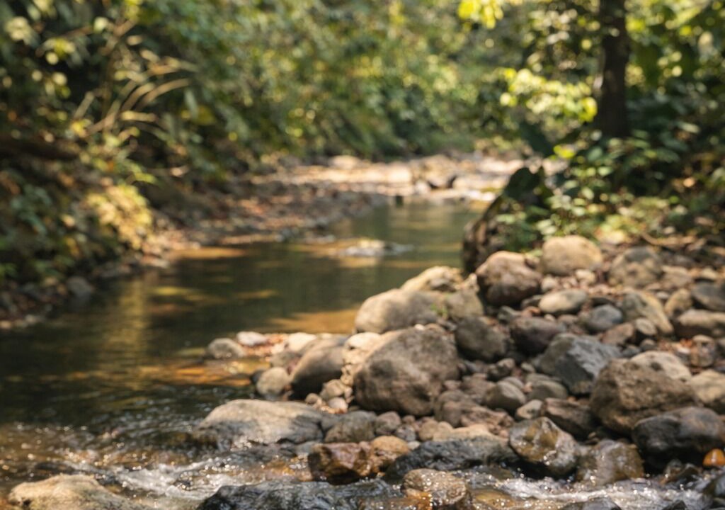 Photo of Others in Parrita