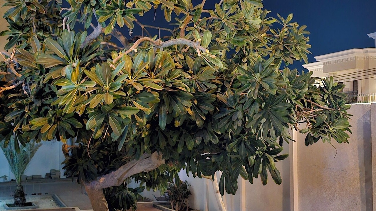 Photo of Outdoor in Azaiba