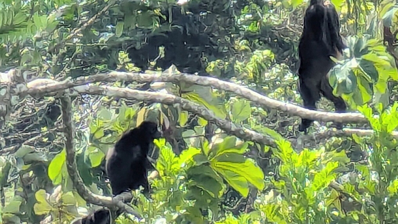 Photo of Others in Nuevo Arenal