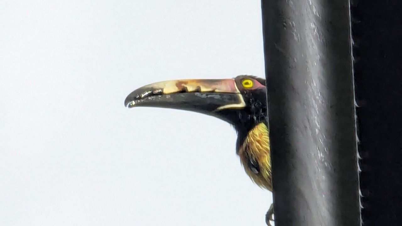 Photo of Others in Nuevo Arenal