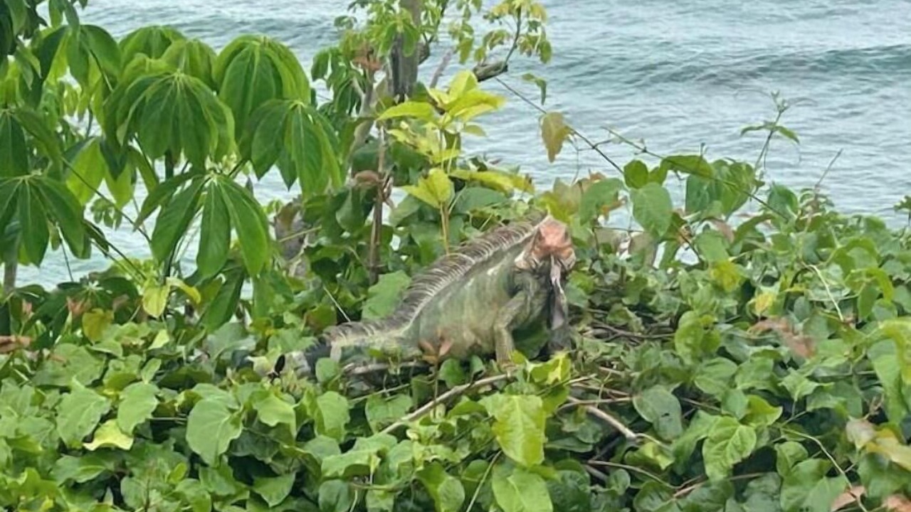 Photo of Others in Punta Leona