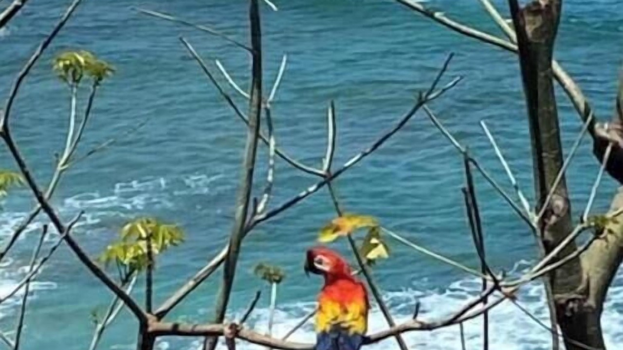 Photo of Others in Punta Leona