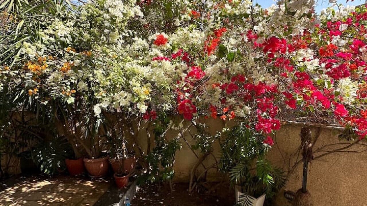 Photo of Outdoor in Heliopolis