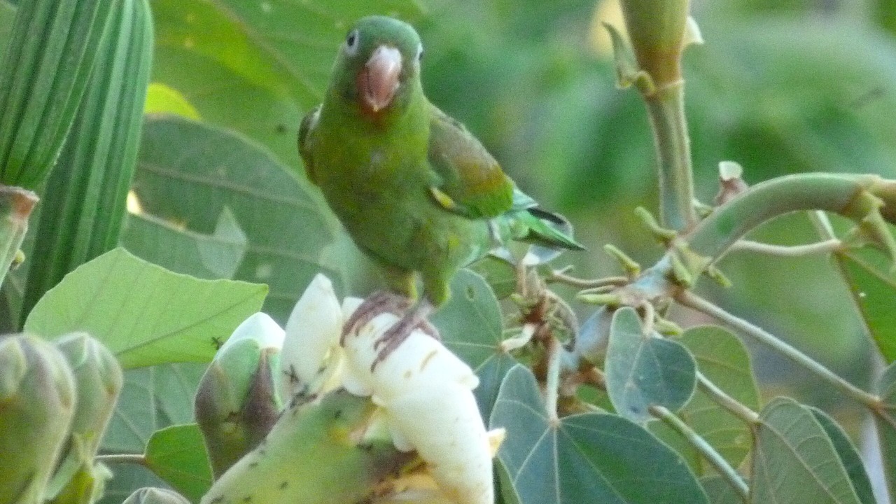 Photo of Others in Paquera