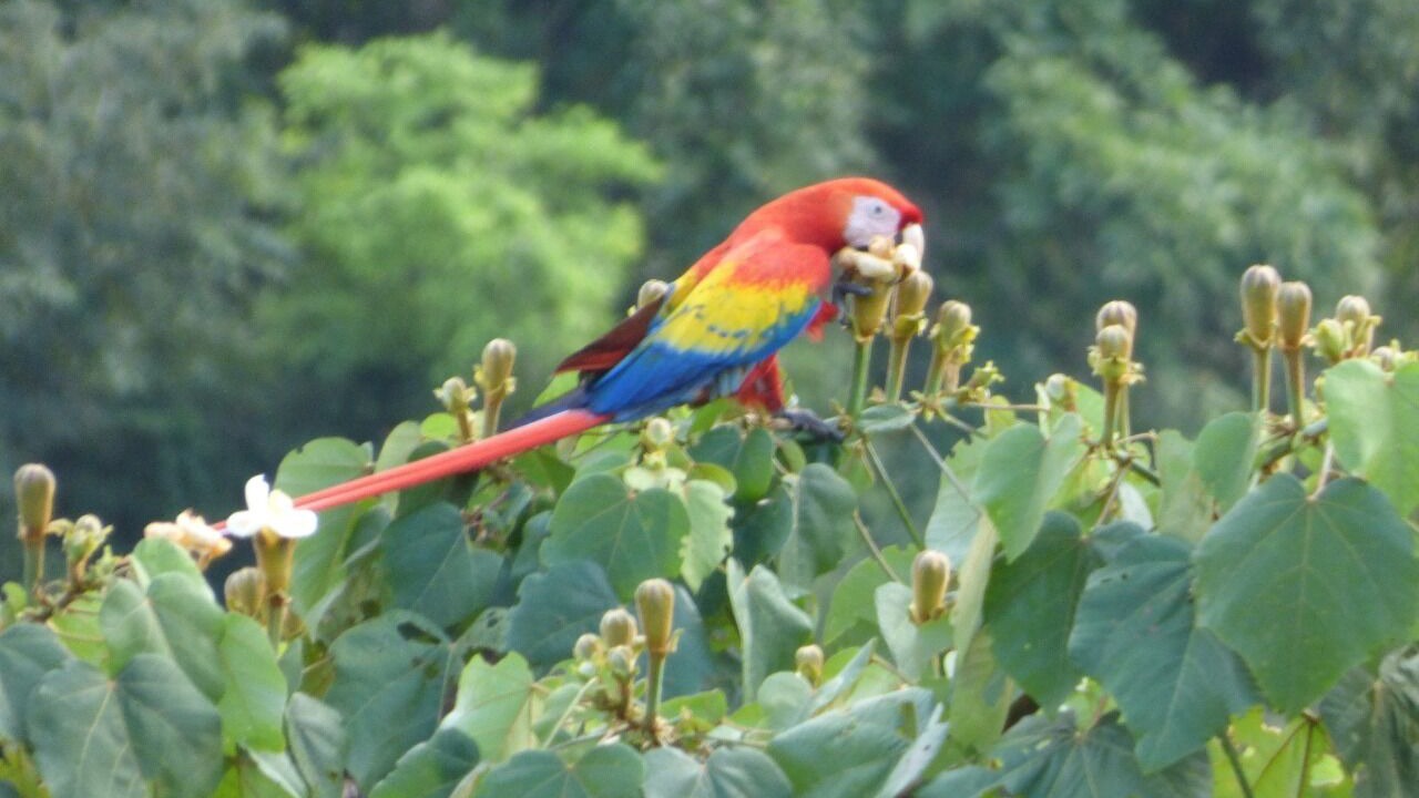 Photo of Others in Paquera