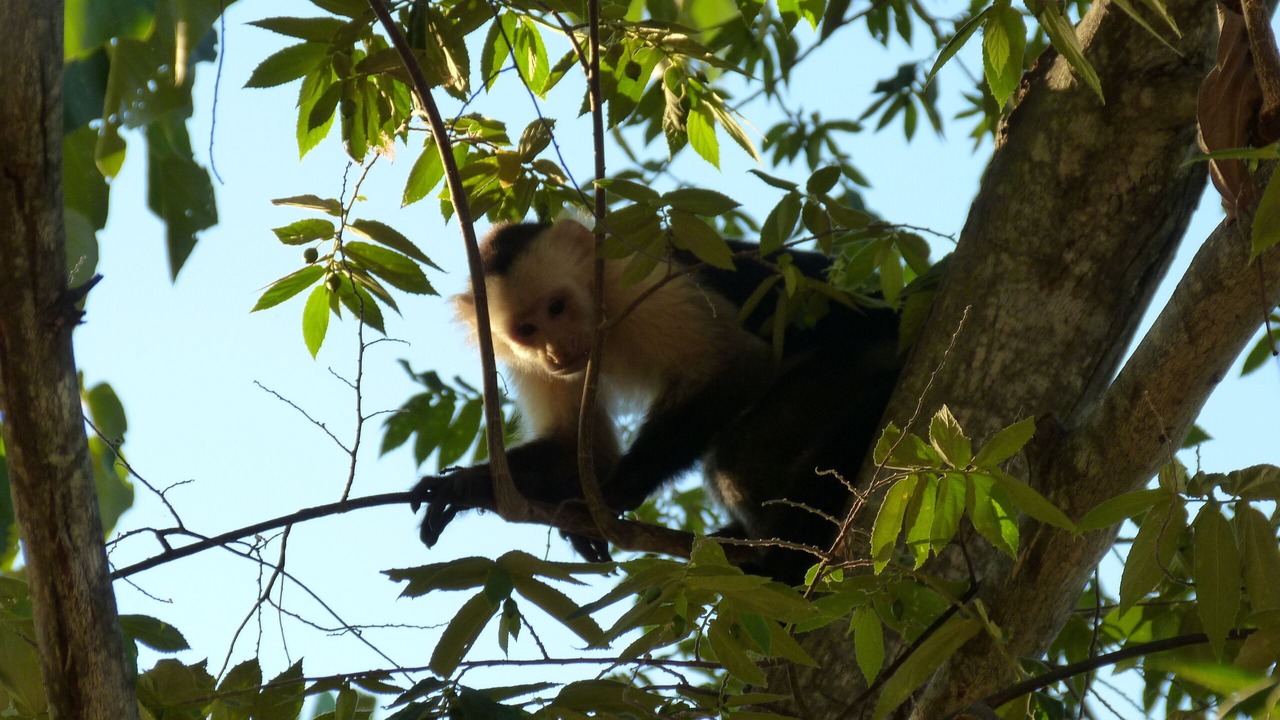 Photo of Others in Paquera