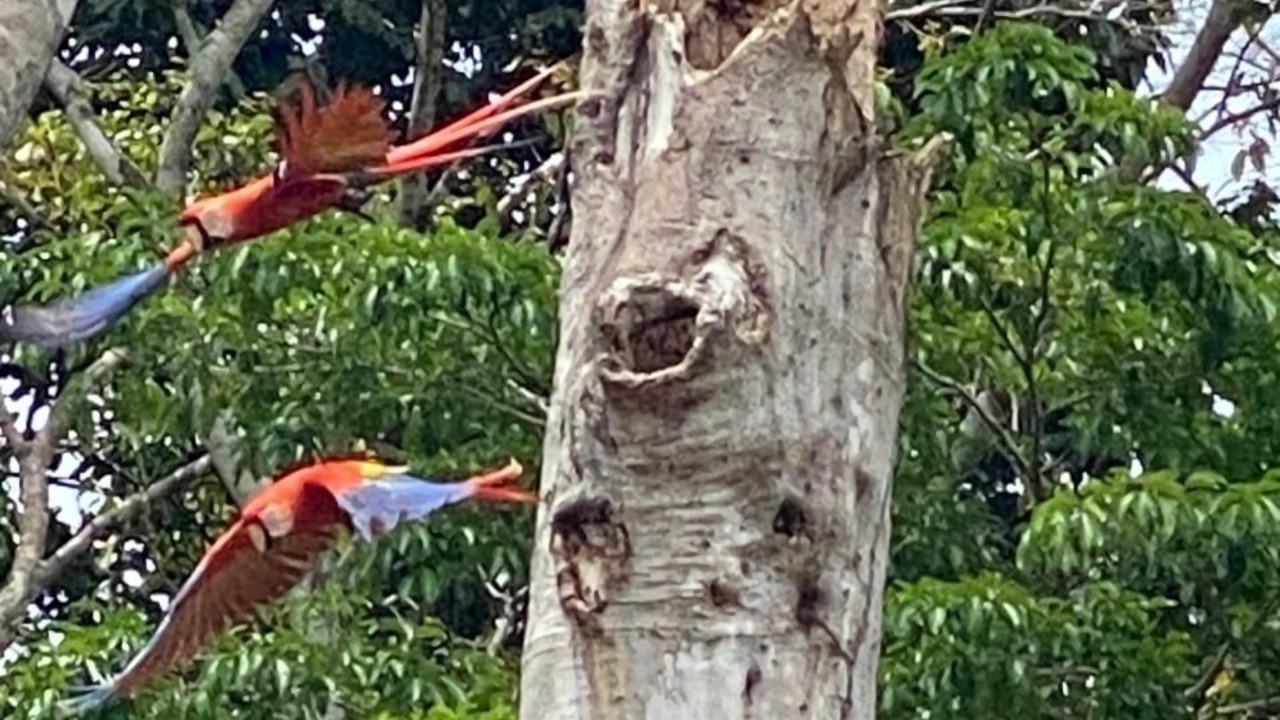 Photo of Others in Carara