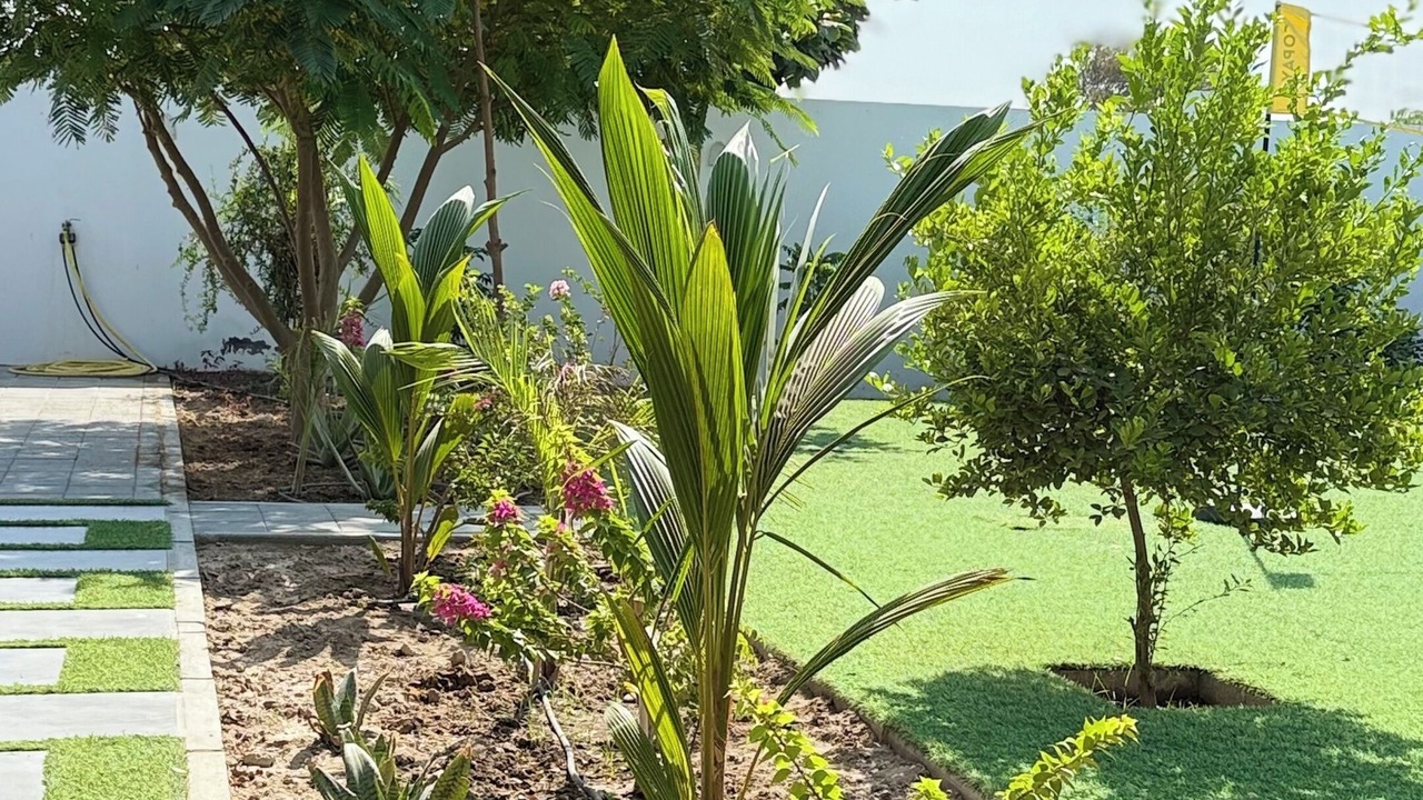 Photo of Outdoor in Musannah