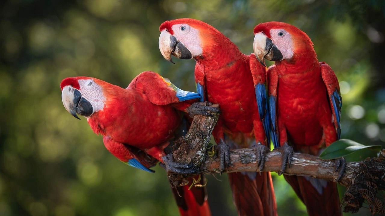 Photo of Others in Puntarenas