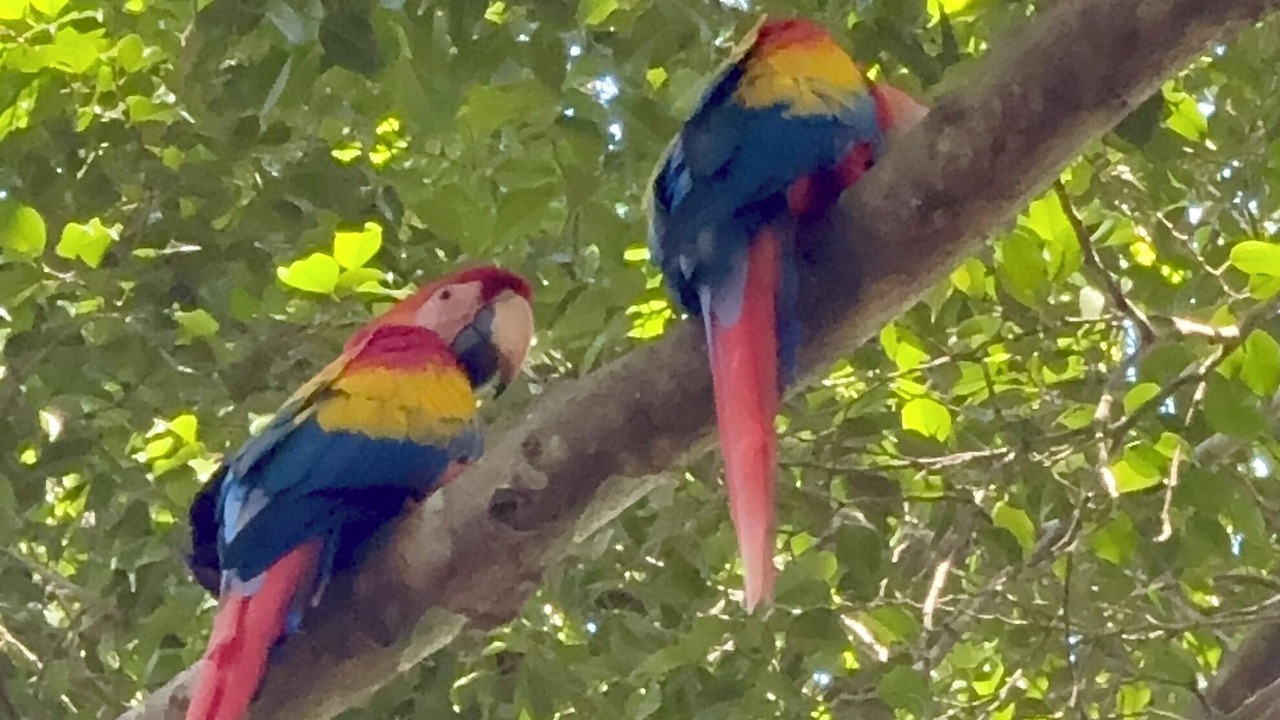 Photo of Others in Puntarenas