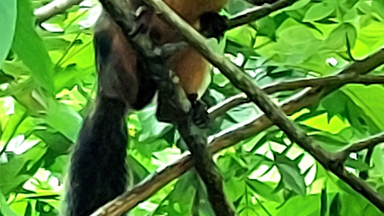 Photo of Others in Arenal Hot Springs