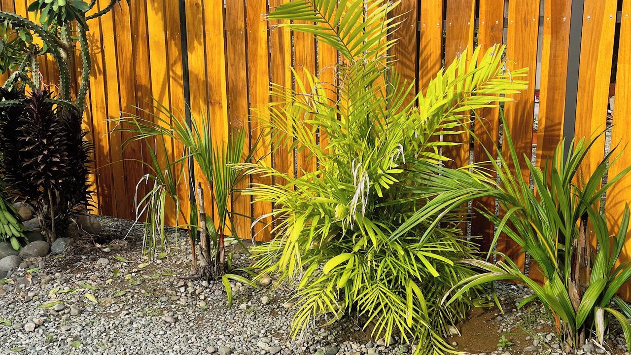 Photo of Outdoor in Puerto Viejo de Talamanca
