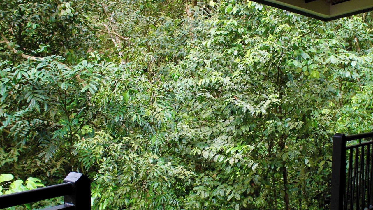 Photo of Outdoor in La Palmeria