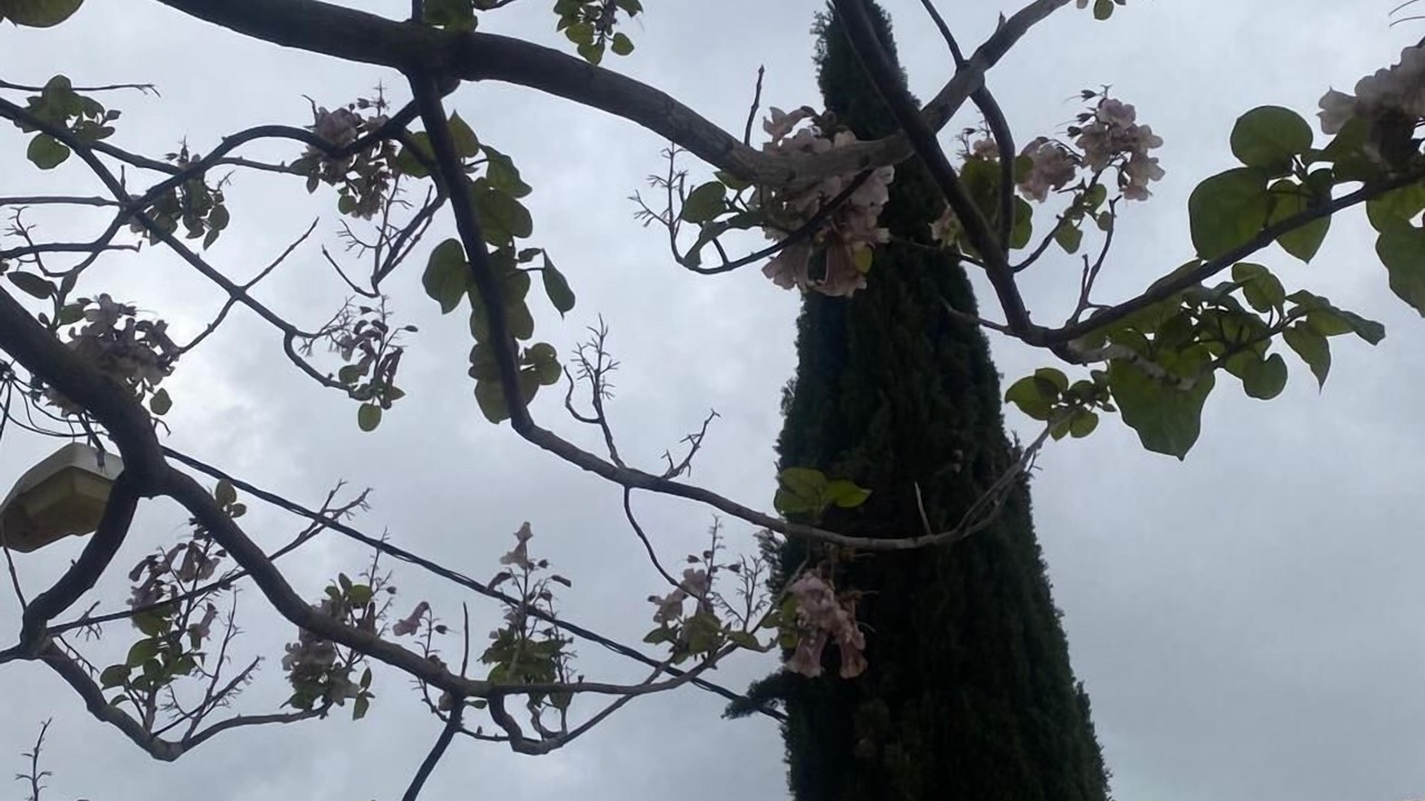 Photo of Outdoor in Ajloun