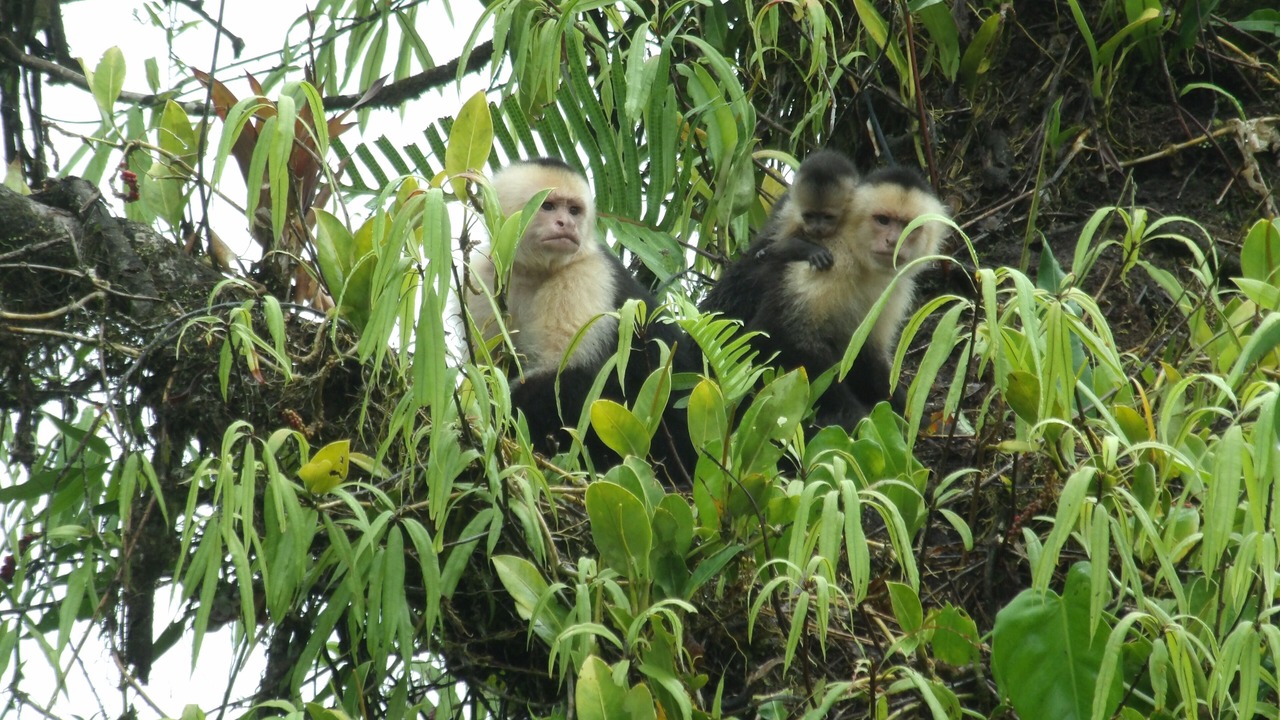 Photo of Others in Katira