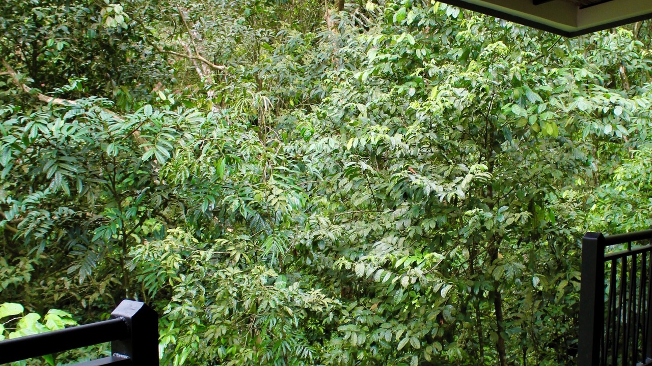 Photo of Outdoor in La Palmeria