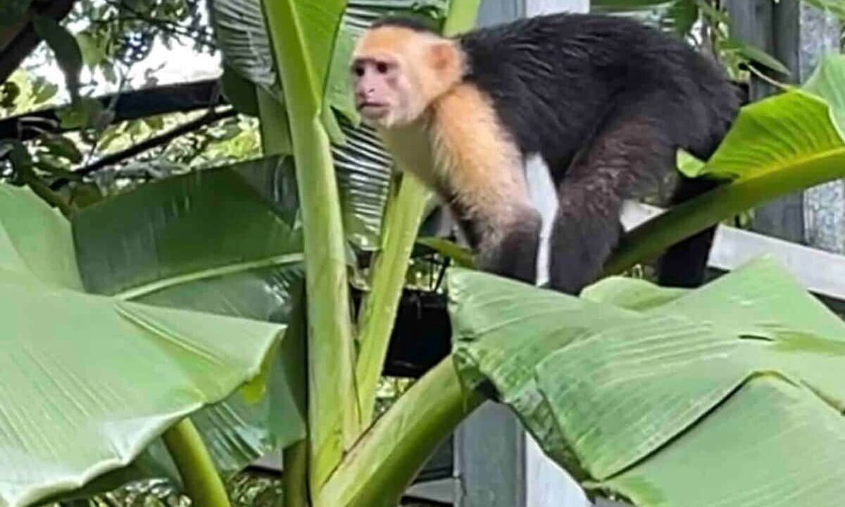 Photo of Others in Manzanillo