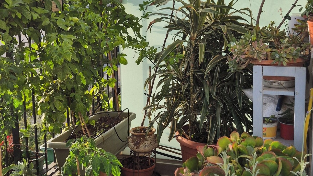 Photo of Patio Balcony in Tel Aviv