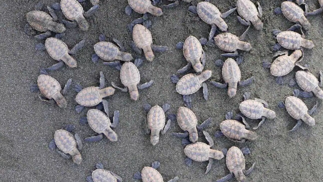 Photo of Others in Punta Banco