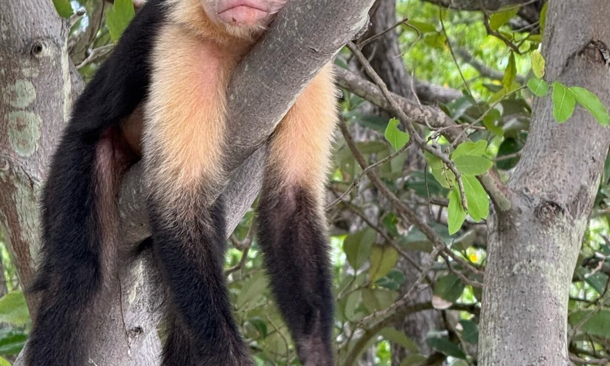 Photo of Others in Papagayo Peninsula