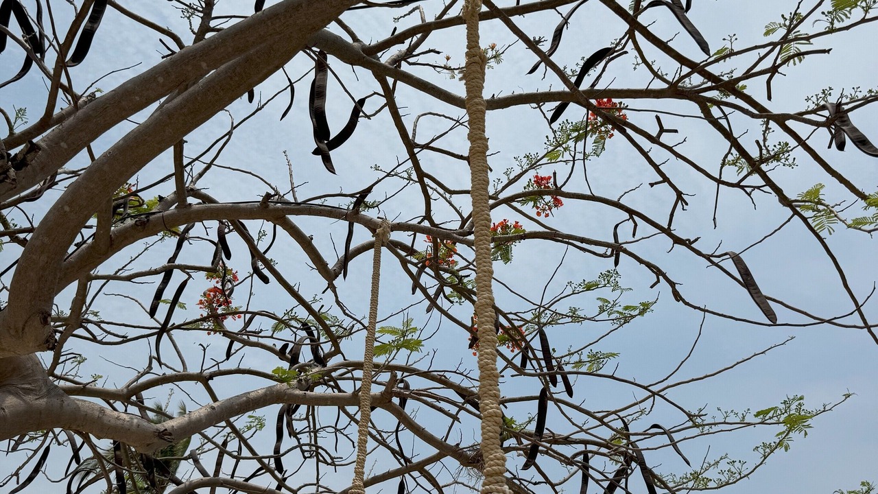 Photo of Others in Coco