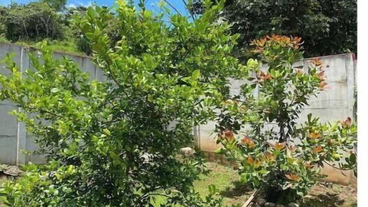 Photo of Outdoor in Tarcoles