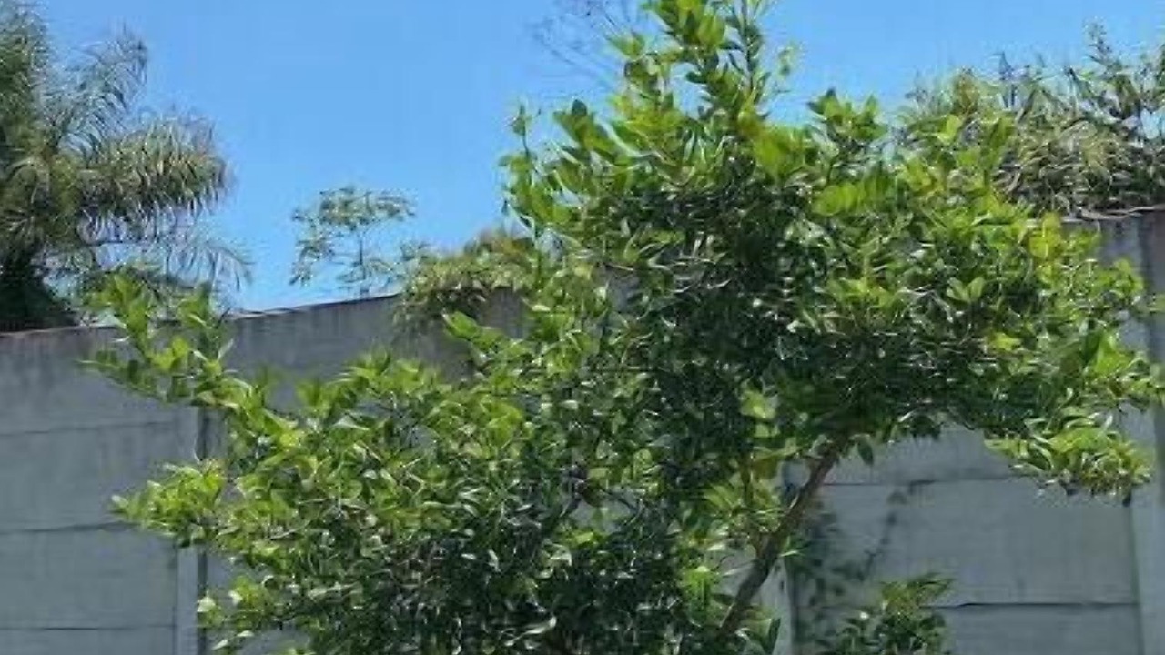 Photo of Outdoor in Tarcoles