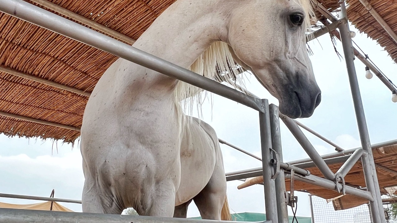 Photo of Others in Ras Al Khaimah